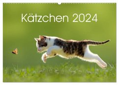Kätzchen 2024 (Wandkalender 2024 DIN A2 quer), CALVENDO Monatskalender