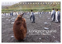 Königspinguine - zu Besuch auf Südgeorgien (Tischkalender 2024 DIN A5 quer), CALVENDO Monatskalender