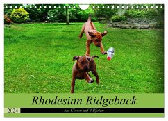 Rhodesian Ridgeback ein Clown auf 4 Pfoten (Wandkalender 2024 DIN A4 quer), CALVENDO Monatskalender - Behrens, Dagmar
