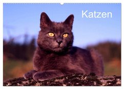 Katzen (Wandkalender 2024 DIN A2 quer), CALVENDO Monatskalender