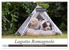 Lagotto Romagnolo - Spiel und Spaß in der Welpenzeit (Wandkalender 2024 DIN A2 quer), CALVENDO Monatskalender