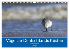 Vögel an Deutschlands Küsten (Wandkalender 2024 DIN A3 quer), CALVENDO Monatskalender