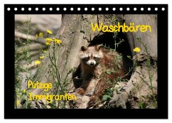 Waschbären (Tischkalender 2024 DIN A5 quer), CALVENDO Monatskalender - Lindert-Rottke, Antje
