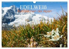 Edelweiß - Wahrzeichen der Alpen (Wandkalender 2024 DIN A3 quer), CALVENDO Monatskalender