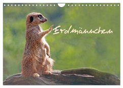 Erdmännchen (Wandkalender 2024 DIN A4 quer), CALVENDO Monatskalender