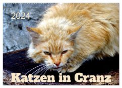 Katzen in Cranz (Wandkalender 2024 DIN A2 quer), CALVENDO Monatskalender