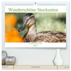 Wunderschöne Stockenten - Europäische Wasservögel (hochwertiger Premium Wandkalender 2024 DIN A2 quer), Kunstdruck in Hochglanz