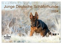 Junge Deutsche Schäferhunde (Tischkalender 2024 DIN A5 quer), CALVENDO Monatskalender