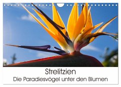Strelitzien - die Paradiesvögel unter den Blumen (Wandkalender 2024 DIN A4 quer), CALVENDO Monatskalender - Schröder, Silvia