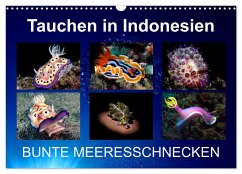 Tauchen in Indonesien - BUNTE MEERESSCHNECKEN (Wandkalender 2024 DIN A3 quer), CALVENDO Monatskalender