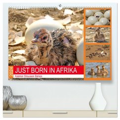 JUST BORN IN AFRIKA Kalahari Straussen Babies (hochwertiger Premium Wandkalender 2024 DIN A2 quer), Kunstdruck in Hochglanz