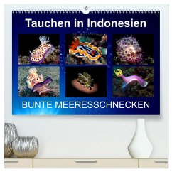 Tauchen in Indonesien - BUNTE MEERESSCHNECKEN (hochwertiger Premium Wandkalender 2024 DIN A2 quer), Kunstdruck in Hochglanz - Landgraf-Kluge, Kathrin