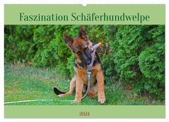 Faszination Schäferhundwelpe (Wandkalender 2024 DIN A2 quer), CALVENDO Monatskalender