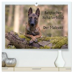 Belgischer Schäferhund - Der Malinois (hochwertiger Premium Wandkalender 2024 DIN A2 quer), Kunstdruck in Hochglanz