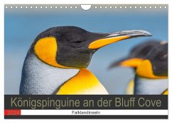 Königspinguine an der Bluff Cove (Wandkalender 2024 DIN A4 quer), CALVENDO Monatskalender