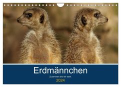 Erdmännchen - Zusammen sind wir stark (Wandkalender 2024 DIN A4 quer), CALVENDO Monatskalender - Hebgen, Peter