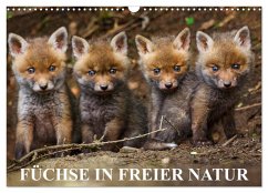 Füchse in freier Natur (Wandkalender 2024 DIN A3 quer), CALVENDO Monatskalender