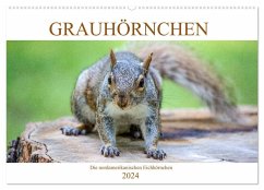 Grauhörnchen-Die nordamerikanischen Eichhörnchen (Wandkalender 2024 DIN A2 quer), CALVENDO Monatskalender