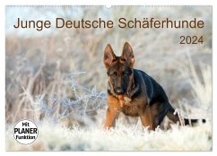 Junge Deutsche Schäferhunde (Wandkalender 2024 DIN A2 quer), CALVENDO Monatskalender