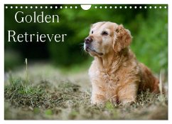 Golden Retriever (Wandkalender 2024 DIN A4 quer), CALVENDO Monatskalender