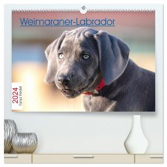 Weimaraner-Labrador (hochwertiger Premium Wandkalender 2024 DIN A2 quer), Kunstdruck in Hochglanz - Riedel, Tanja