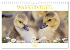 Wasservögel - Kanadagänse (Wandkalender 2024 DIN A4 quer), CALVENDO Monatskalender