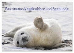 Faszination Kegelrobben und Seehunde 2024 (Wandkalender 2024 DIN A2 quer), CALVENDO Monatskalender