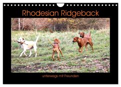 Rhodesian Ridgeback unterwegs mit Freunden (Wandkalender 2024 DIN A4 quer), CALVENDO Monatskalender - Behrens, Dagmar