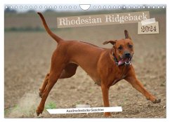 Rhodesian Ridgeback - Ausdrucksstarke Gesichter (Wandkalender 2024 DIN A4 quer), CALVENDO Monatskalender