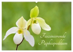 Faszinierende Paphiopedilum (Wandkalender 2024 DIN A2 quer), CALVENDO Monatskalender