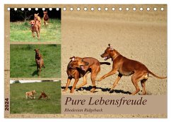 Rhodesian Ridgeback, Pure Lebensfreude (Tischkalender 2024 DIN A5 quer), CALVENDO Monatskalender - Behrens, Dagmar