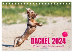 DACKEL 2024 Frech und Liebenwert (Tischkalender 2024 DIN A5 quer), CALVENDO Monatskalender - Mirsberger tierpfoto, Annett