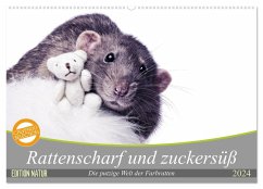 Rattenscharf und zuckersüß (Wandkalender 2024 DIN A2 quer), CALVENDO Monatskalender