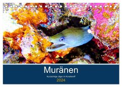Muränen - Kurzsichtige Jäger im Korallenriff (Tischkalender 2024 DIN A5 quer), CALVENDO Monatskalender