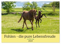 Fohlen - die pure Lebensfreude (Wandkalender 2024 DIN A3 quer), CALVENDO Monatskalender