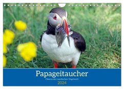 Papageitaucher - Clowns der nordischen Vogelwelt (Wandkalender 2024 DIN A4 quer), CALVENDO Monatskalender