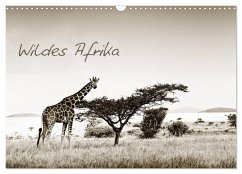 Wildes Afrika (Wandkalender 2024 DIN A3 quer), CALVENDO Monatskalender - Tiedge - Wanyamacollection, Klaus