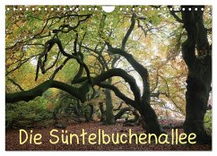Die Süntelbuchenallee (Wandkalender 2024 DIN A4 quer), CALVENDO Monatskalender