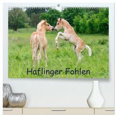 Haflinger Fohlen (hochwertiger Premium Wandkalender 2024 DIN A2 quer), Kunstdruck in Hochglanz