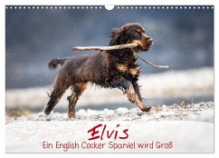 Elvis ein Engl. Cocker Spaniel wird Groß (Wandkalender 2024 DIN A3 quer), CALVENDO Monatskalender