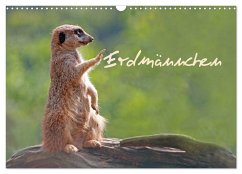 Erdmännchen (Wandkalender 2024 DIN A3 quer), CALVENDO Monatskalender - Chawera