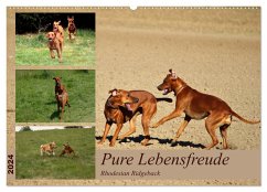 Rhodesian Ridgeback, Pure Lebensfreude (Wandkalender 2024 DIN A2 quer), CALVENDO Monatskalender - Behrens, Dagmar