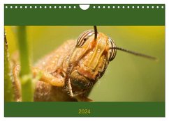 Schicke Krabbler (Wandkalender 2024 DIN A4 quer), CALVENDO Monatskalender