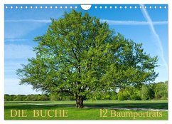 Die Buche: 12 Baumporträts (Wandkalender 2024 DIN A4 quer), CALVENDO Monatskalender