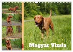 Faszination Magyar Vizsla (Wandkalender 2024 DIN A3 quer), CALVENDO Monatskalender - Paul - Babetts Bildergalerie, Babett