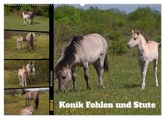 Mutterliebe - Konik Fohlen und Stute (Wandkalender 2024 DIN A2 quer), CALVENDO Monatskalender