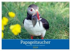 Papageitaucher - Clowns der nordischen Vogelwelt (Wandkalender 2024 DIN A2 quer), CALVENDO Monatskalender