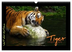 Welt der Katzen - Tiger (Wandkalender 2024 DIN A3 quer), CALVENDO Monatskalender - Skupin, Marcus