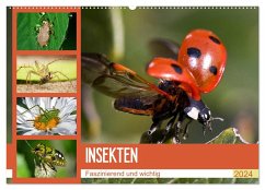 Insekten. Faszinierend und wichtig (Wandkalender 2024 DIN A2 quer), CALVENDO Monatskalender - Stanzer, Elisabeth