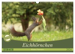 Eichhörnchen - Kleine Fotostars (Wandkalender 2024 DIN A3 quer), CALVENDO Monatskalender